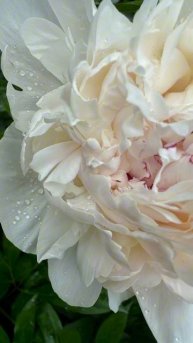 How peonies bloom in my garden. Country life / Как цветут пионы. Жизнь заго?