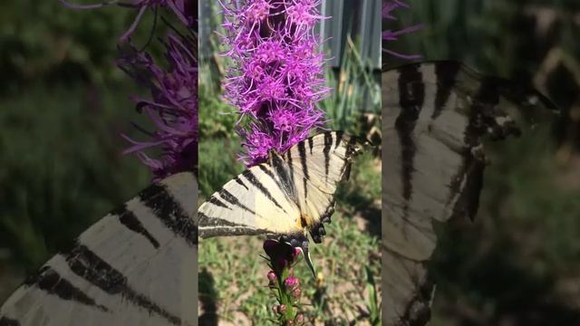 Цветок который любят бабочки #garden #shorts