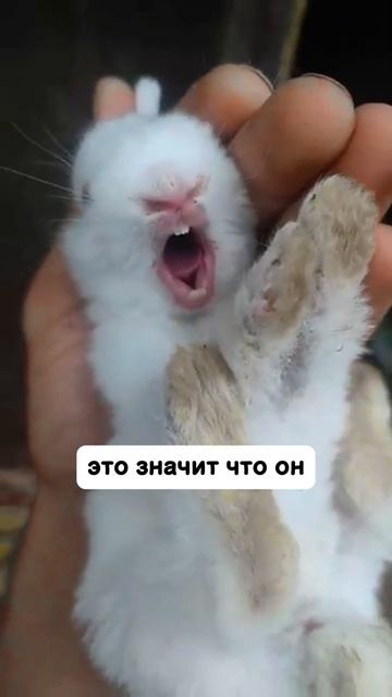 КРОЛИК ТАК РАЗГОВАРИВАЕТ? КРОЛИК КРИЧИТ #кролики #крол