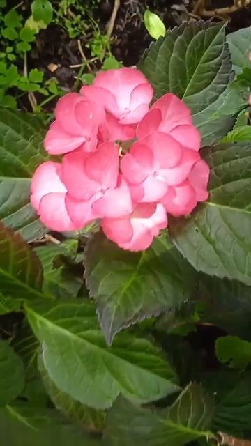 Hydrangea Black Diamond Dark Angel #love #продаж #hydrangea #flowers #garden #nature #gardeni