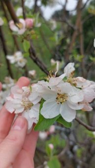 Крым цветёт 🌸