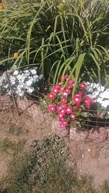 Красавец катарантус (Catharanthus) в открытом грунте!