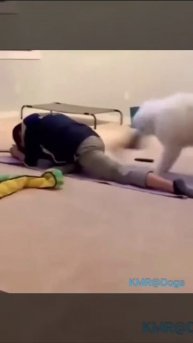 Требовательный тренер🤣 ( видео про собак )