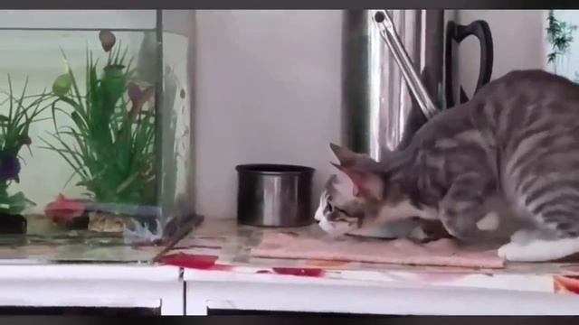 КотЭ (4)