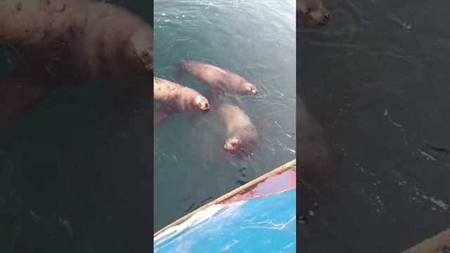 Сивучи в моря