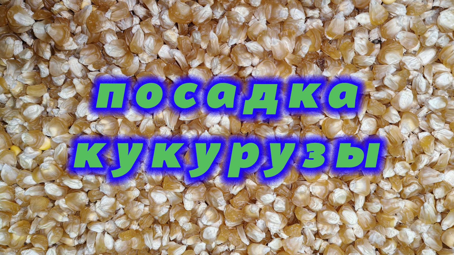 Посадка кукурузы