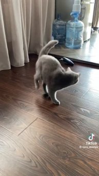 Кажется этому котейке не сильно понравился его новая игрушка