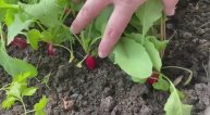 Редиска выросла. Урожай собираю 8 мая