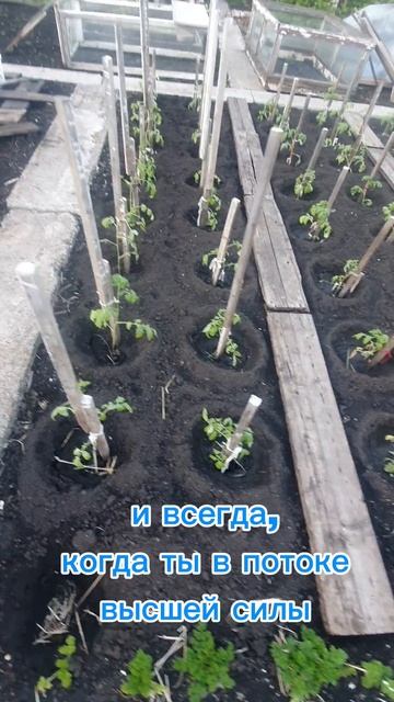 Из хаоса в урожай и рост в деньгах