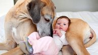 Немецкие доги доказывают, что они лучшие старшие братья!
