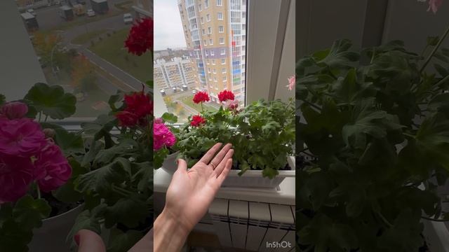Мои сортовые пеларгонии🥰 #пеларгония #цветыжизни #flowe