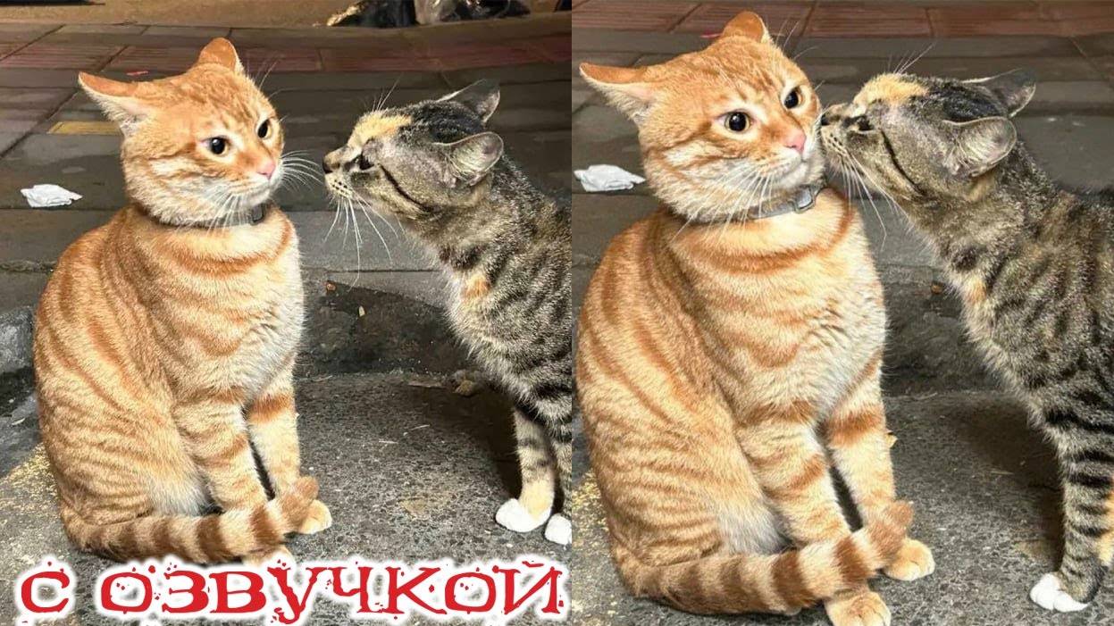Лучшие моменты с котами, и озвучка кошачьих мыслей – лучше, чем в кино