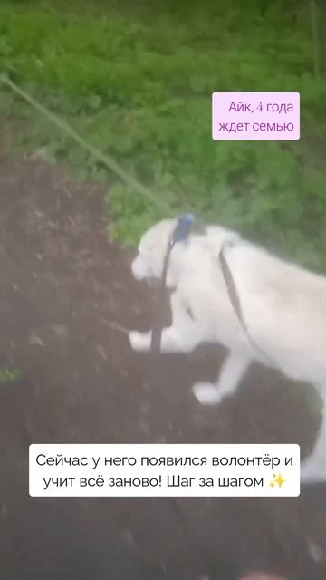 Айку нужен человек