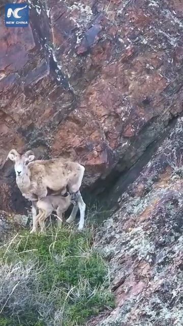 🐏Семья архаров в Синьцзяне