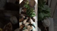 1000012166.mp4