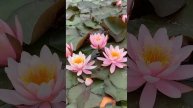 🌺🌺🌺Water lily 🌺🌺🌺 #waterlily #кувшинки #flowers #pink #czech #travel #ц?