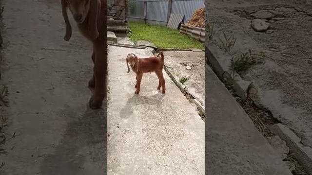VID-20250503-WA0090.mp4