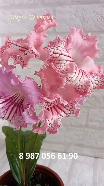 #стрептокарпус #стрептокарпуспочтой #купитьстрептока