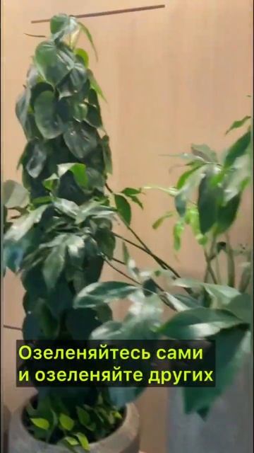 Как дополнить интерьер? #озеленение #комнатныерастени