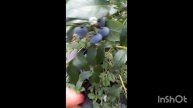 ДОМАШНЯЯ ГОЛУБИКА лучше покупной. Какая вырастает. Со?