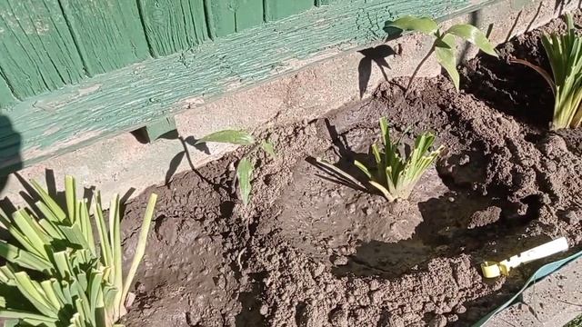 Пересадка и цветение роз. Осенние хлопоты.