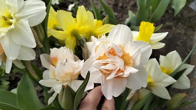 НИКОГДА НЕ ВИДЕЛА ТАКОЙ СОРТ НАРЦИССОВ 🌷