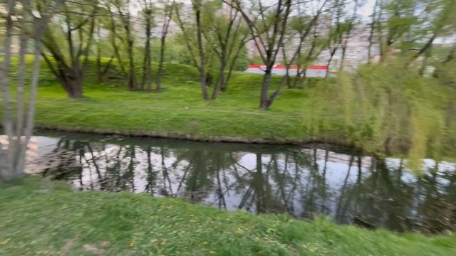 Мальтийская болонка