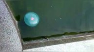 Ультразвук против цветения воды