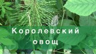 Спаржевый Рай: Выращивание, Польза и Рецепты