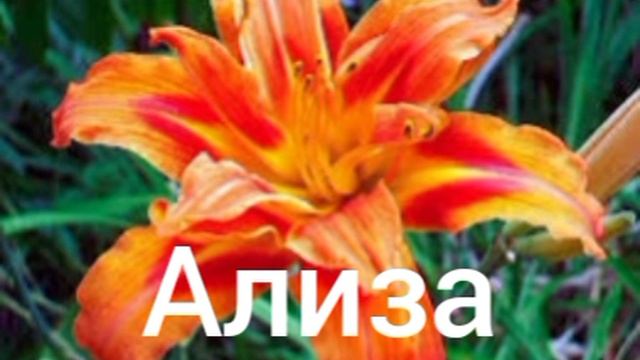 Ализа. Бедные люди