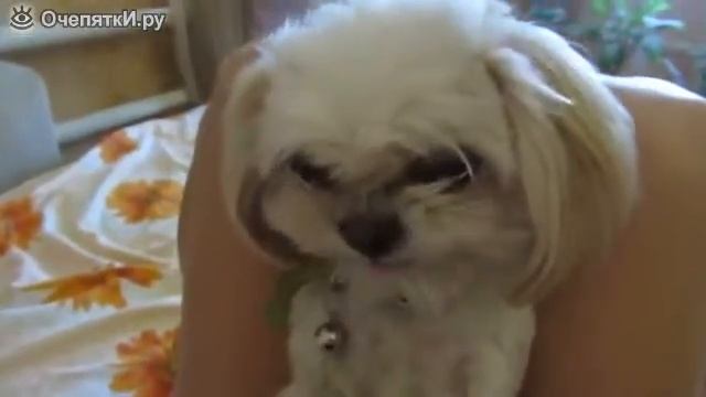Прикол с собакой.Боня порвет за котлету))))