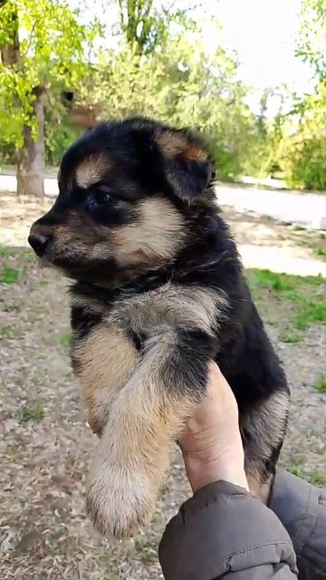 Щеночки ищут себе новый дом в Новосибирске 3