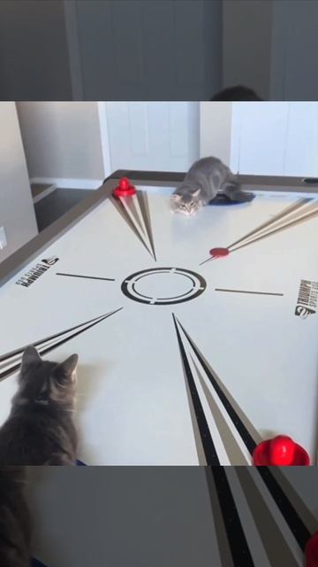 У котиков новая игра🤗
