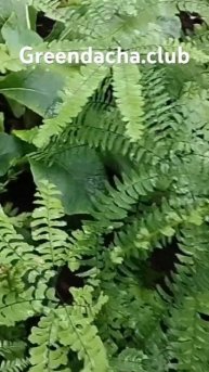 Папоротник Imbricatum (Aдиантум стоповидный)