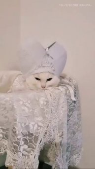 Кото Папа Римский