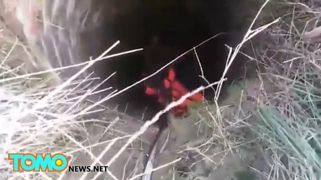 Боснийскую собаку, спасённую из колодца, назвали «Рож?