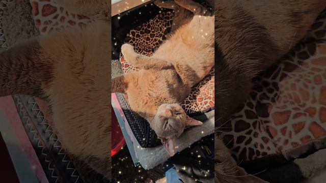 Песня про котиков "Милые котик машут хвостами" - стихи наши, музыка и голос - искусственный интеллек