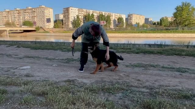 Черная Легенда ПИЖОН, 4,5 месяца.