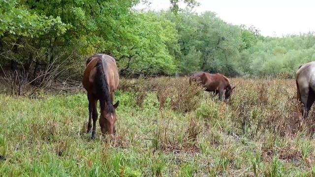 Еще больше жеребят на острове Дикой лошади. может быть