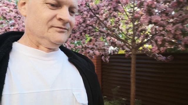 Расцвела Сакура