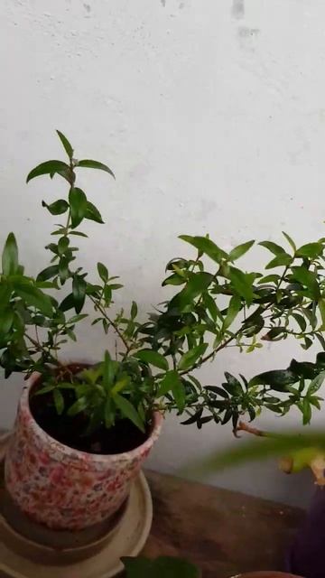 Мирт пора черенковать #растения #plant #plants