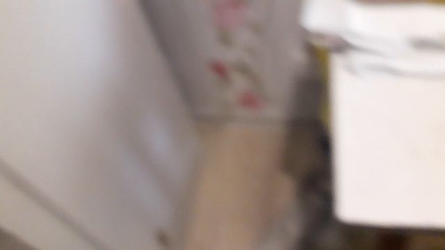 Гриша кот 19 лет