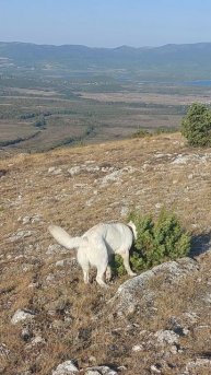 в поисках ящерок.