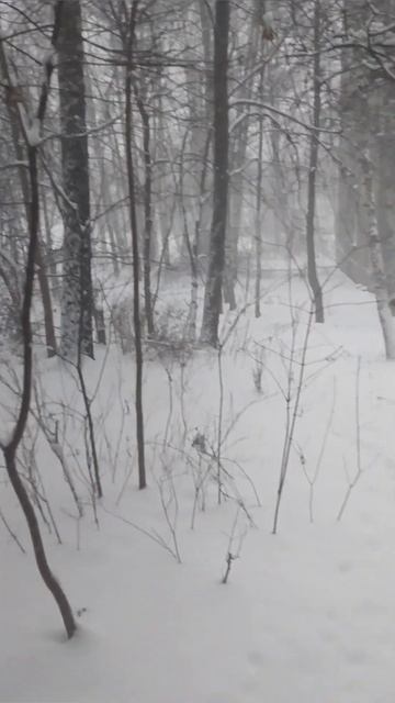 машины сегодня отдыхают, все ходят пешком #снегопад #з?