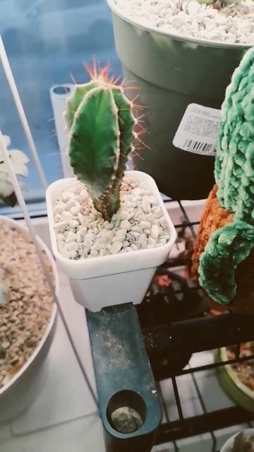 новый друг моего кактуса