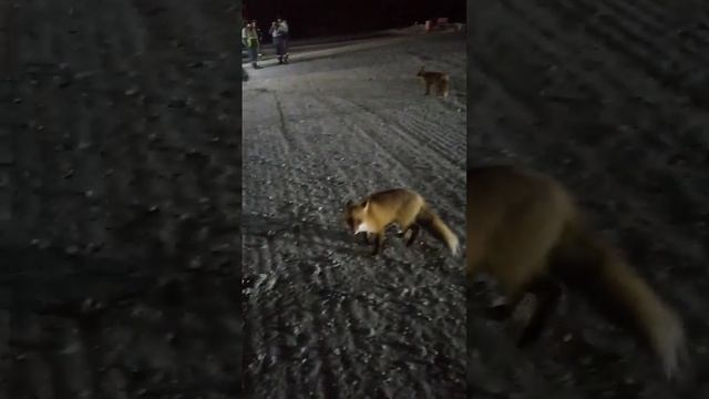 Лиса не боится не кого