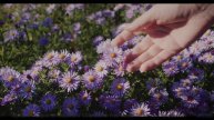 Леса шепчут мелодии прямо в сердце - Apa Kabar -- 10 Echo -- Unnamed album
