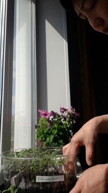 Моя рассада помидор 🌺🤗🤳🤳🤳 #природа #весна  #семей?