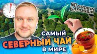 Самый северный чай 🍵 в мире