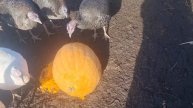 Когда нужно садить рассаду тыквы! Весенняя распродажа